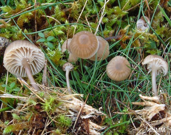 Mycena pseudopicta