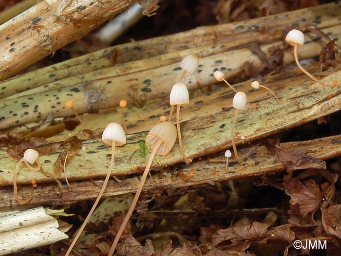 Mycena pterigena