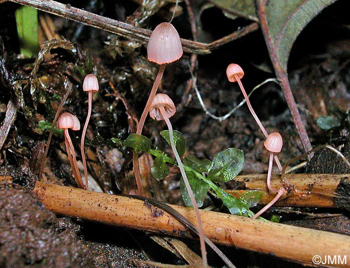 Mycena pterigena