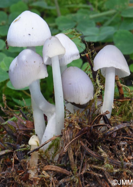 Mycena pura