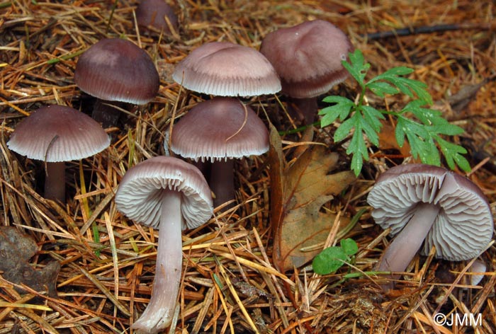 Mycena pura