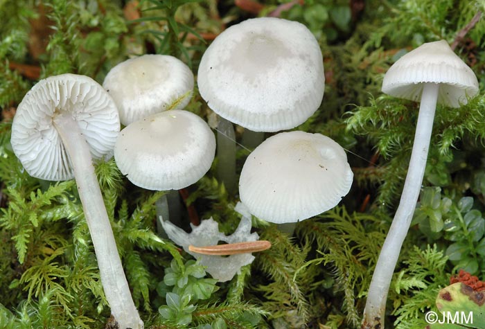 Mycena pura f. alba