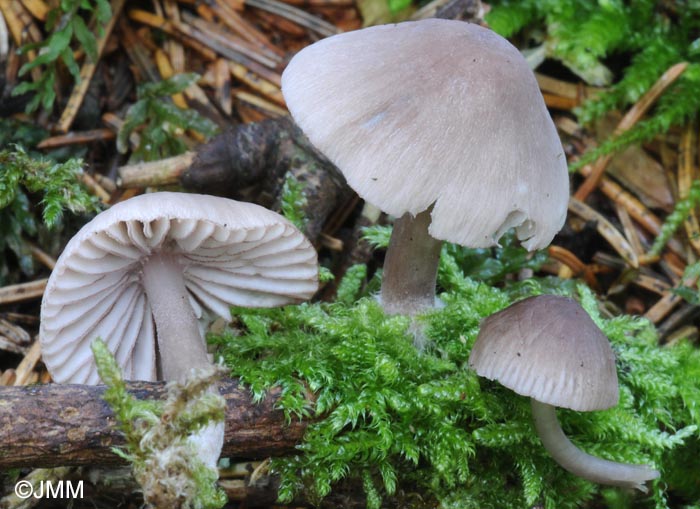 Mycena purpureofusca