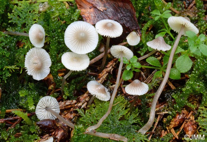 Mycena rapiolens