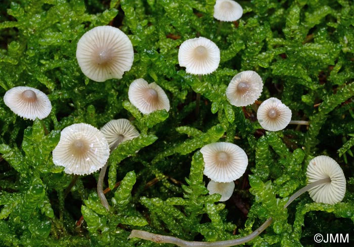 Mycena rapiolens