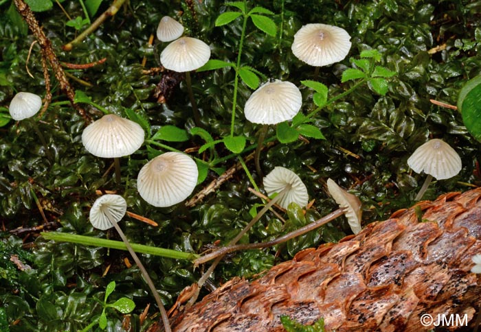 Mycena rapiolens