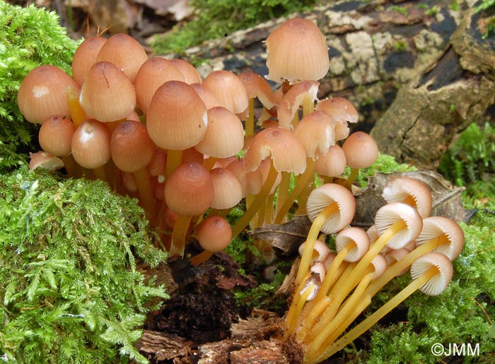 Mycena renati