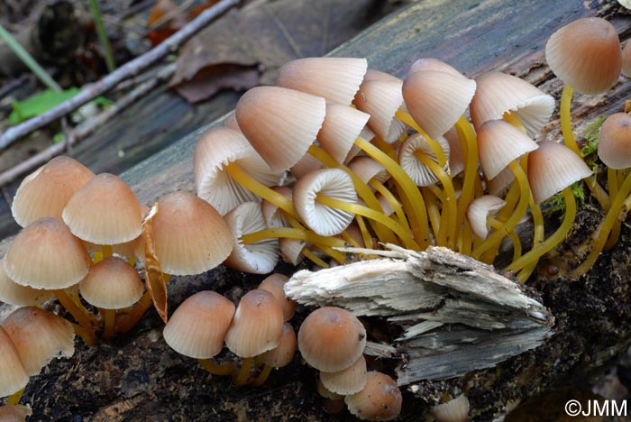 Mycena renati