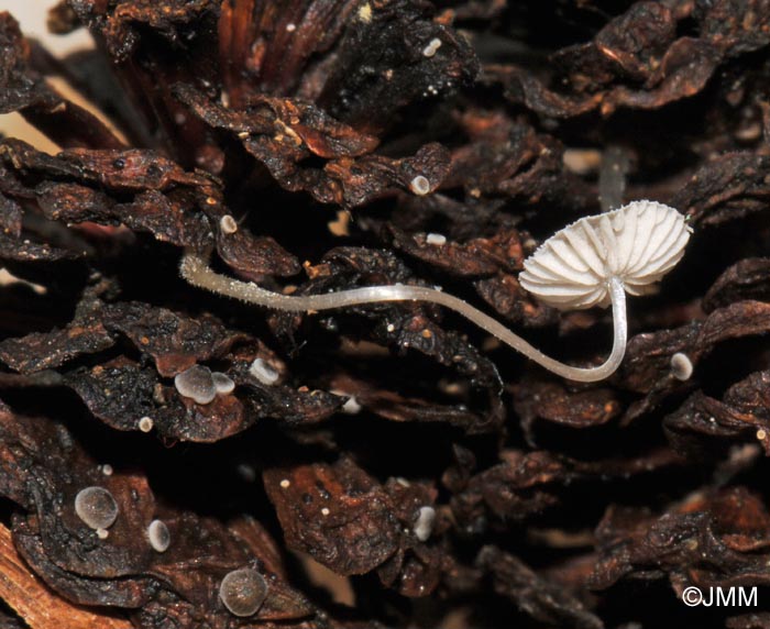 Mycena rhenana