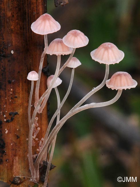 Mycena riparia