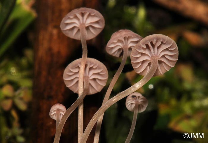 Mycena riparia