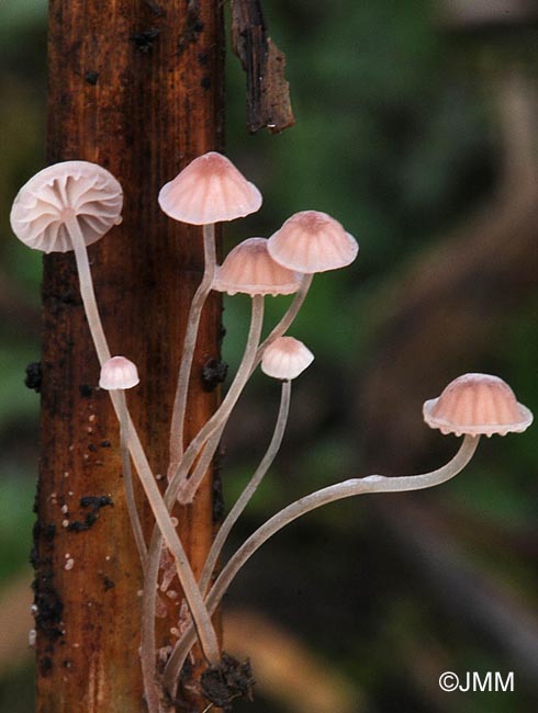 Mycena riparia