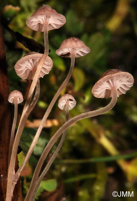 Mycena riparia