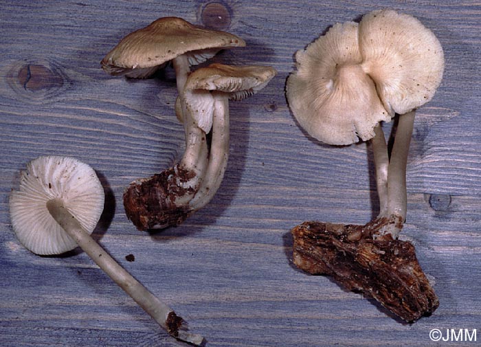 Mycena romagnesiana