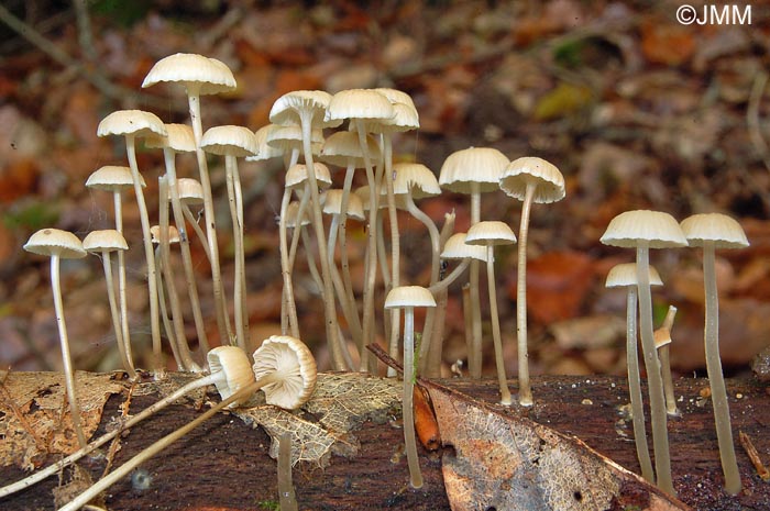 Mycena rorida = Roridomyces roridus