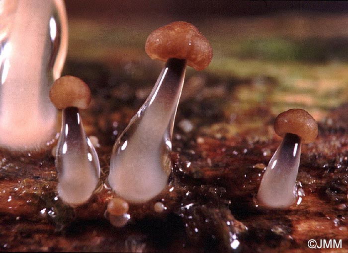 Mycena rorida = Roridomyces roridus