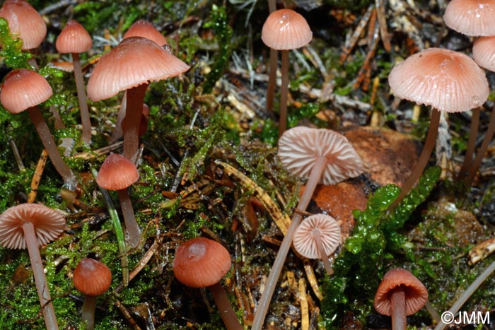 Mycena rosella