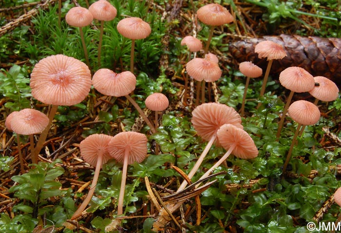 Mycena rosella