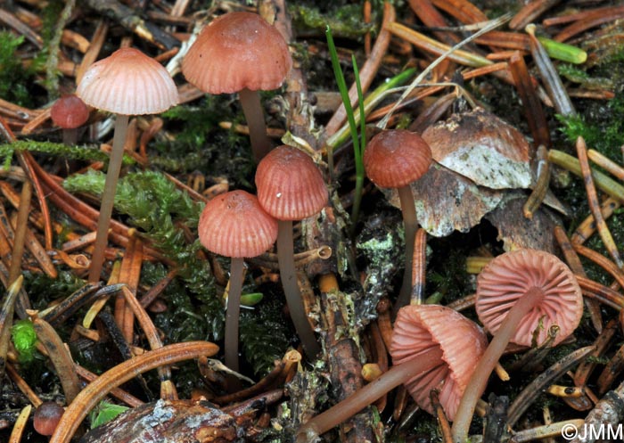 Mycena rosella