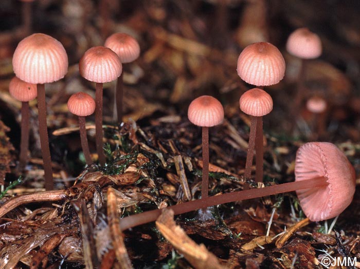 Mycena rosella