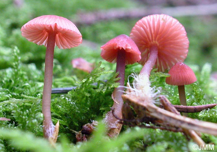 Mycena rosella