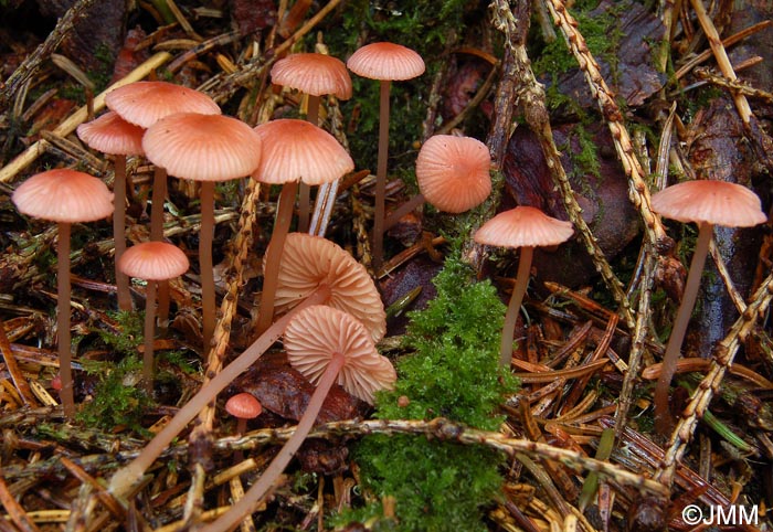 Mycena rosella