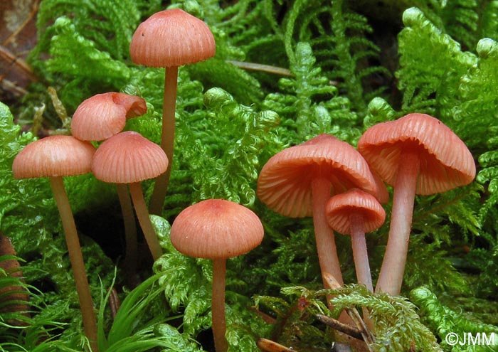 Mycena rosella