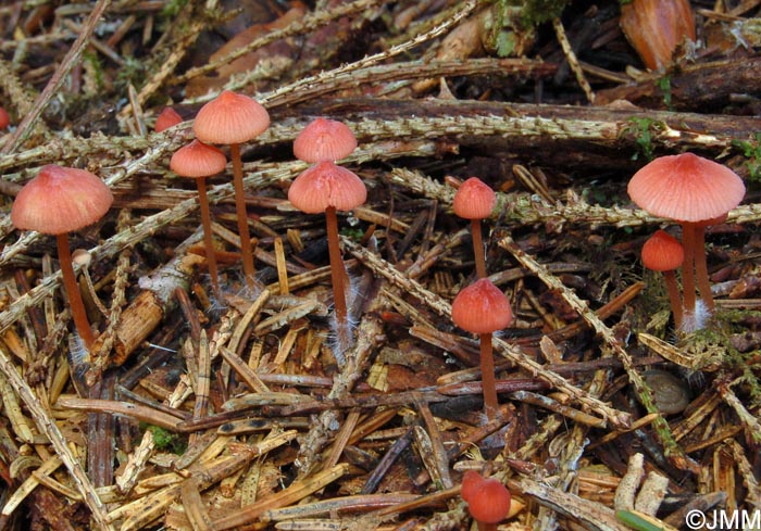 Mycena rosella