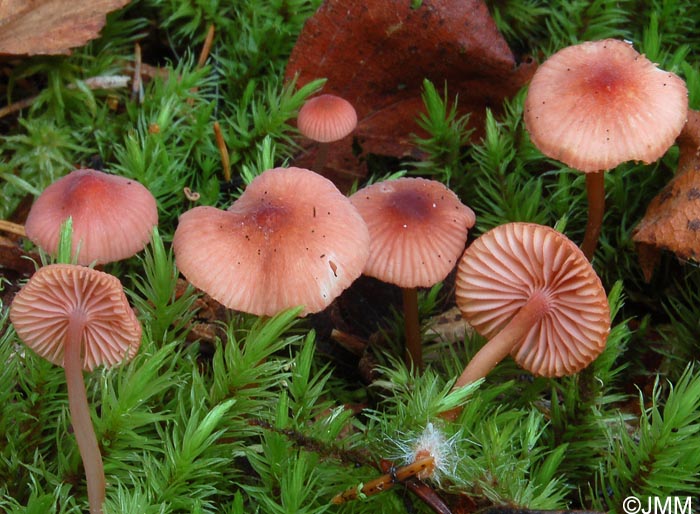 Mycena rosella