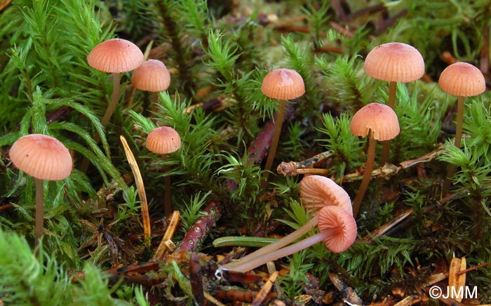 Mycena rosella