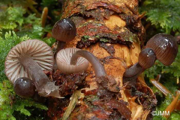 Mycena rubromarginata 