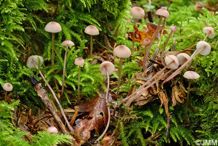 Mycena sanguinolenta