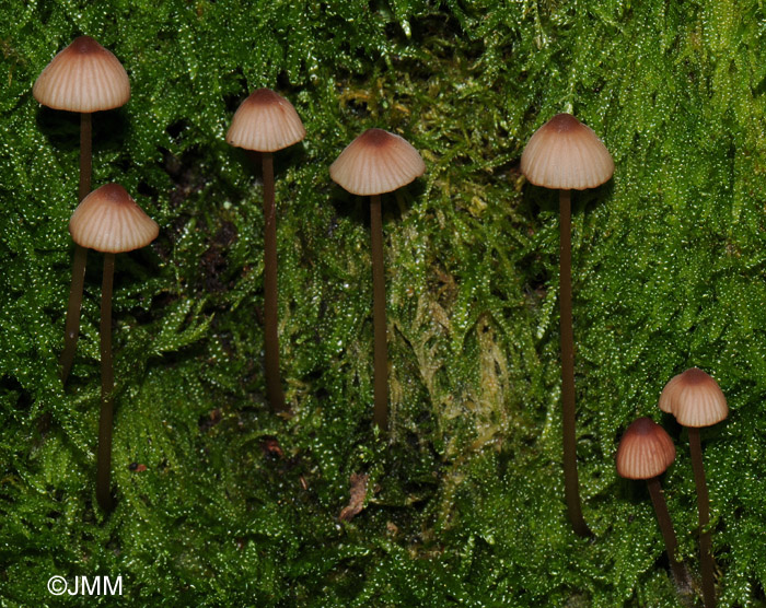 Mycena sanguinolenta