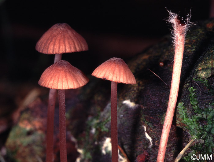 Mycena sanguinolenta