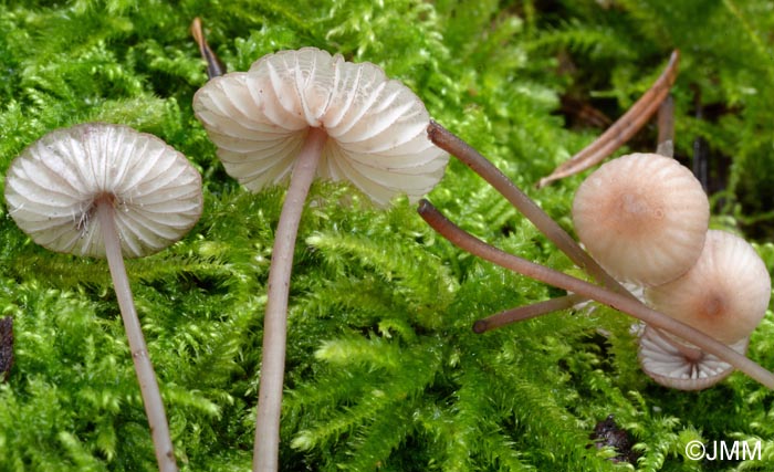 Mycena sanguinolenta