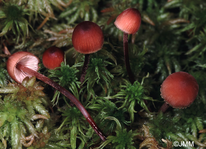 Mycena sanguinolenta