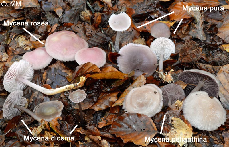 Mycena diosma, M. pelianthina, M. pura & M. rosea