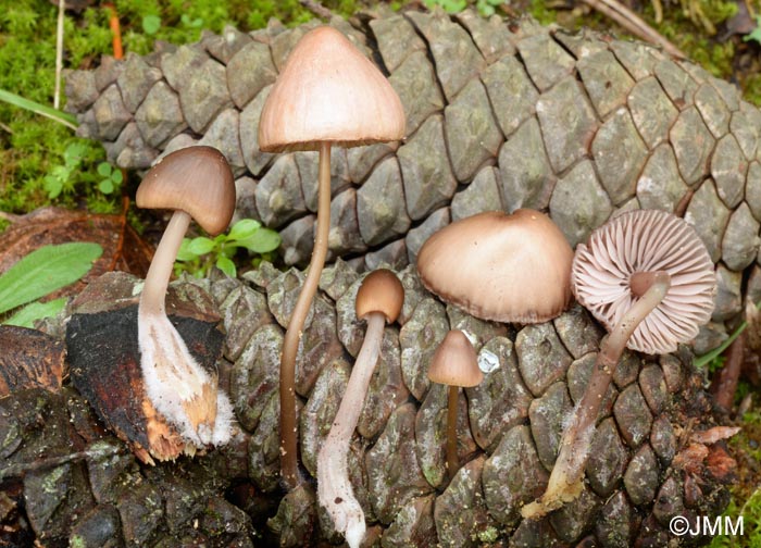 Mycena seynii = Mycena seynesii