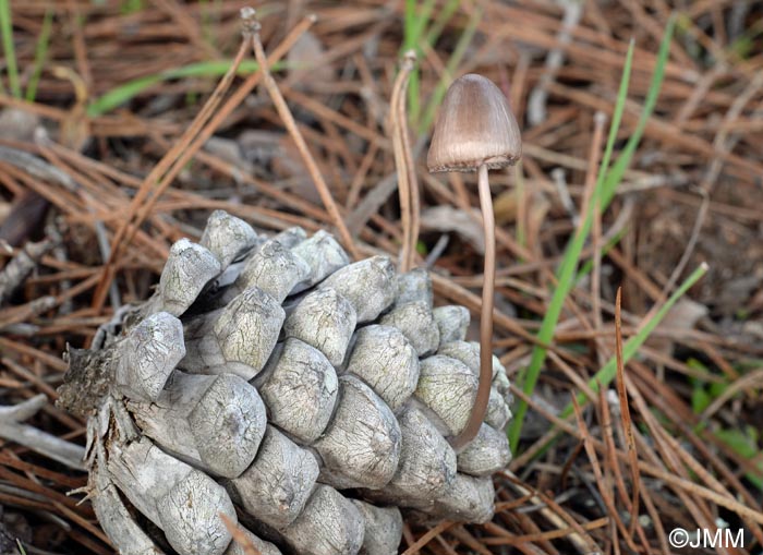 Mycena seynii = Mycena seynesii