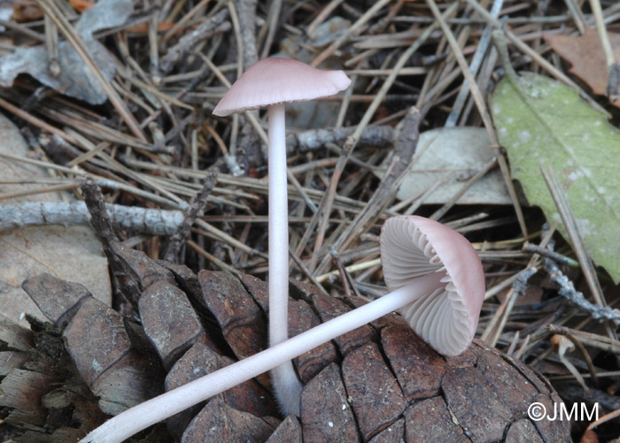 Mycena seynii = Mycena seynesii