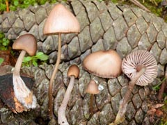 Mycena seynii