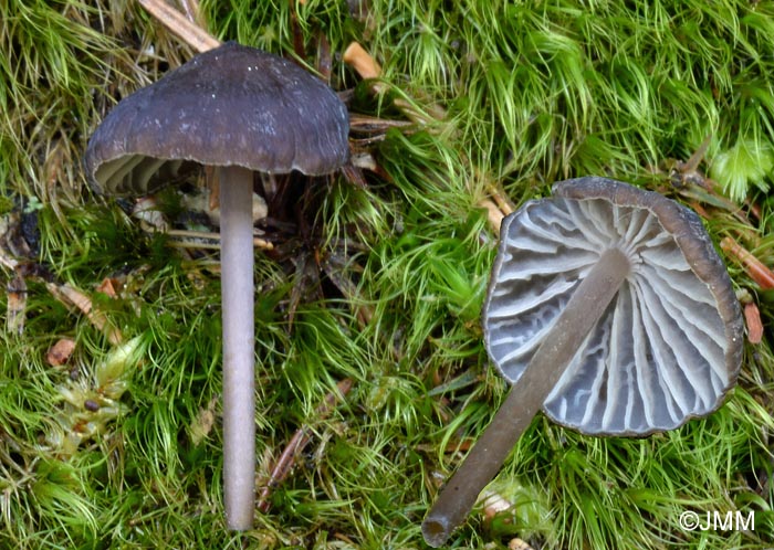 Mycena silvae-nigrae