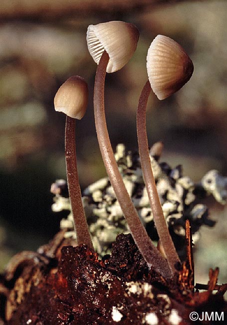 Mycena silvae-nigrae