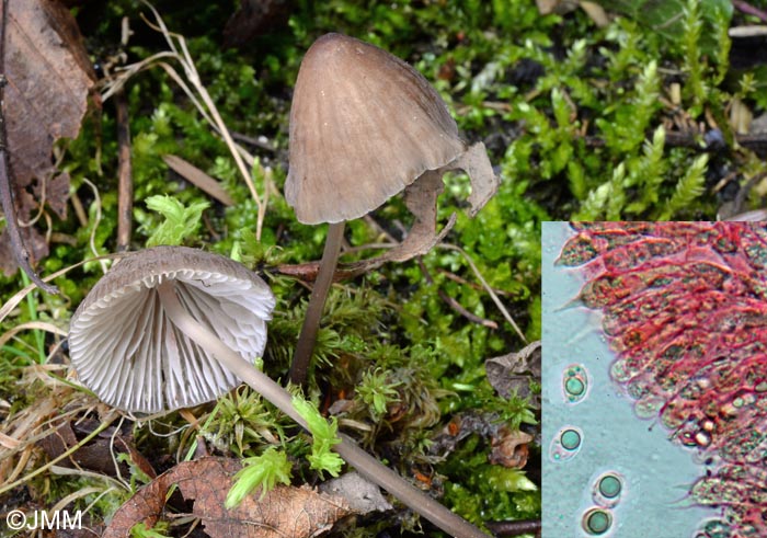 Mycena silvae-nigrae