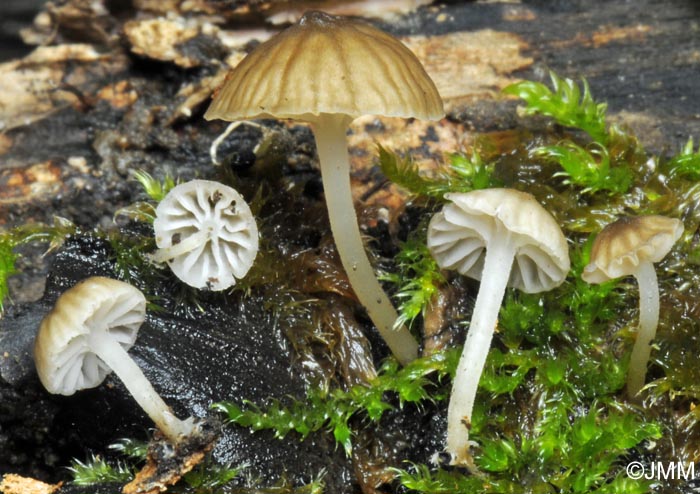 Mycena speirea