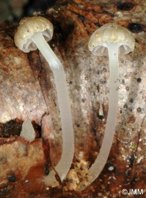 Mycena speirea