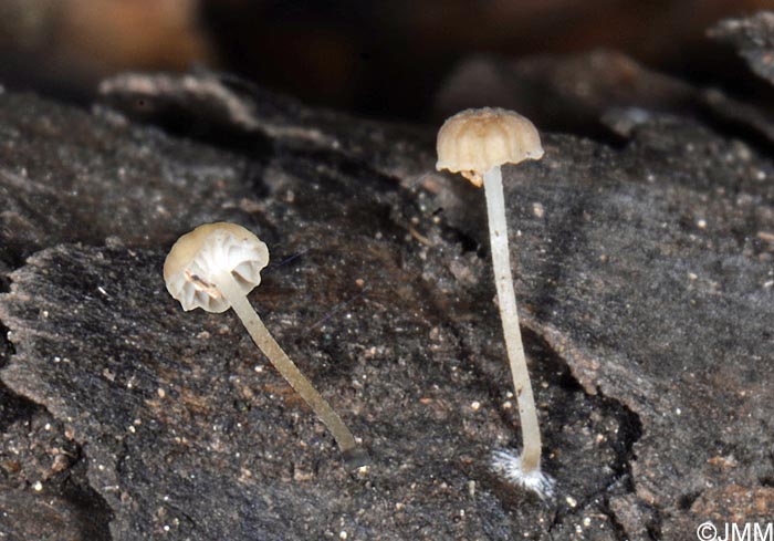 Mycena speirea