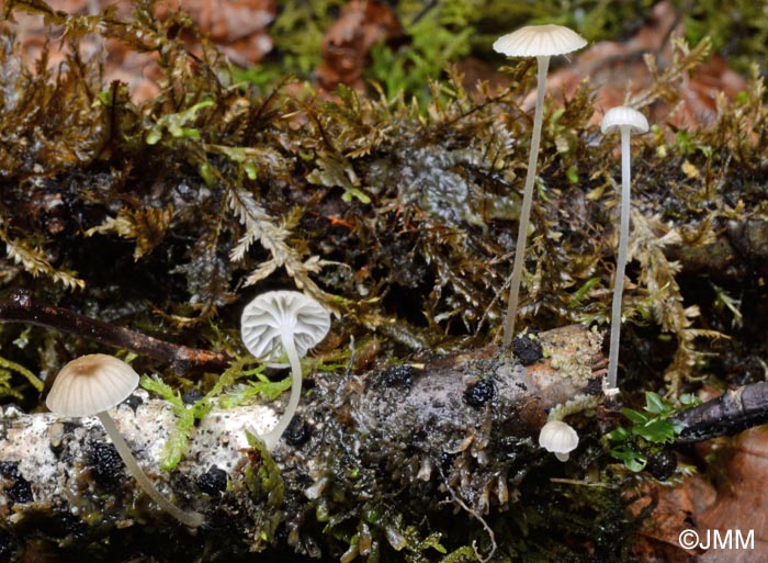 Mycena speirea