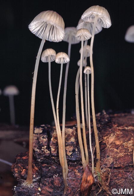 Mycena speirea f. camptophylla = Mycena speirea var. camptophylla