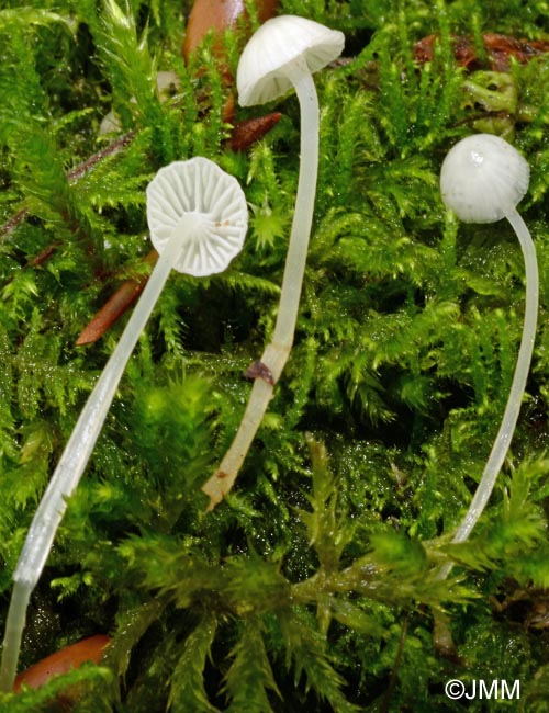 Mycena speirea f. candida